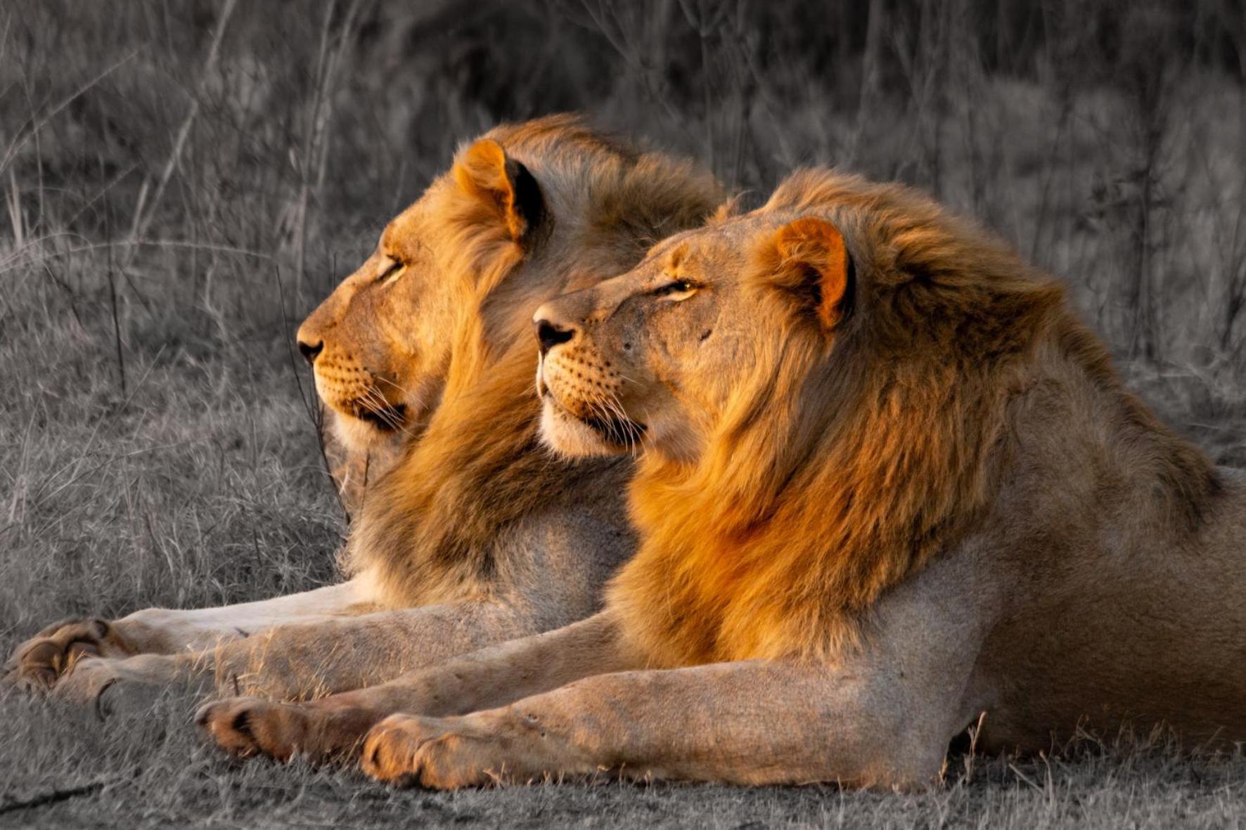 Out In Africa Wildlife Lodge Хамманскраал Екстер'єр фото